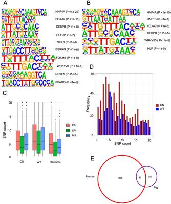 Analysis of cis-regulatory changes underlying phenotype divergence shaped by domestication in pigs